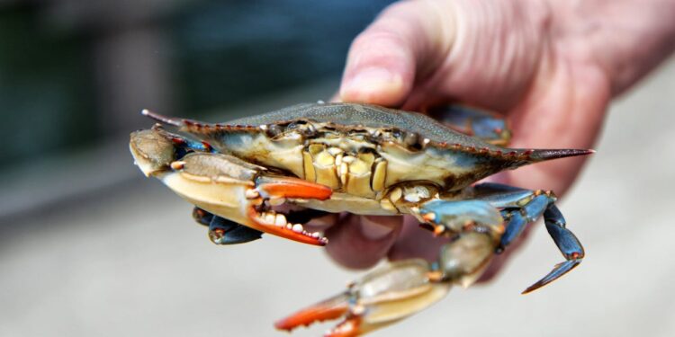 Roma invasa da granchi giganti: romani increduli, erano lì da anni