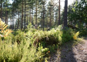 Torino: rinvenuti fratellini di 6 e 9 anni tra le colline: vivevano come selvaggi ancora con pannolino