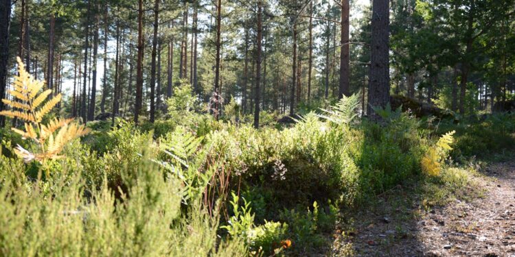 Torino: rinvenuti fratellini di 6 e 9 anni tra le colline: vivevano come selvaggi ancora con pannolino