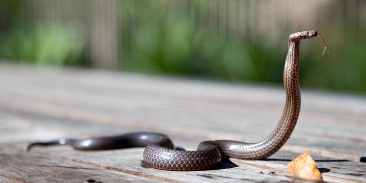 Ibiza invasa dai serpenti: panico tra i turisti. Quale pericolo rappresentano davvero per l’uomo?
