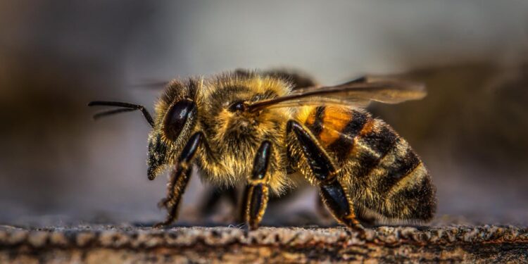 Ingoia un ape e muore: tragedia a cavallo per il noto l’imprenditore amico del principe William