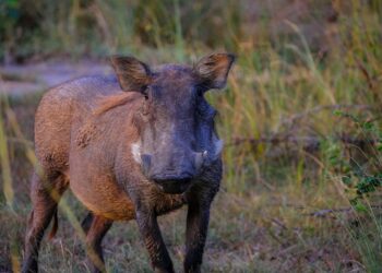 Primo giorno di caccia aperta: spara al cinghiale, uccide l’amico. Il dramma in Piemonte