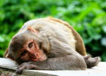 Scimmie da laboratorio infette di Covid fuggono dopo incidente: una è ancora libera