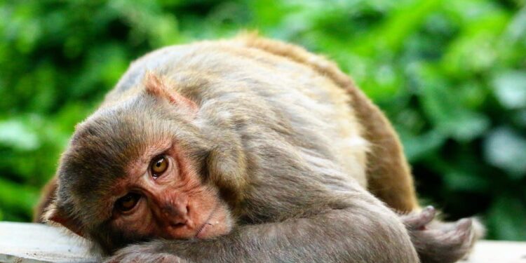 Scimmie da laboratorio infette di Covid fuggono dopo incidente: una è ancora libera